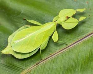 LEAF INSECT